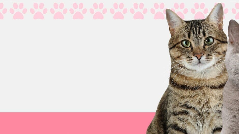 I Love Finding Cats!
