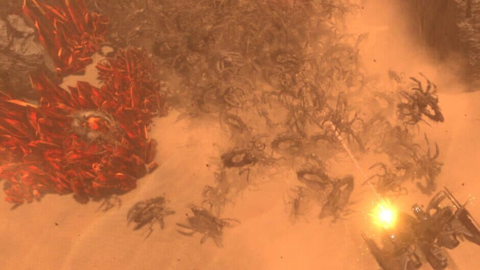 Insect Swarm