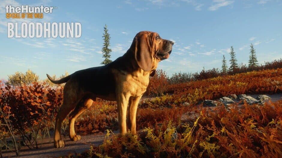 theHunter: Call of the Wild - Bloodhound