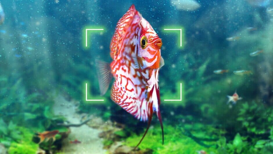 Snapshot Aquarium