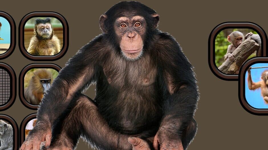 Animals Memory: Monkeys