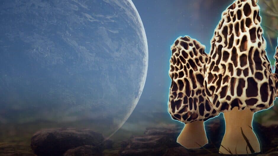 Morels: Out of this World