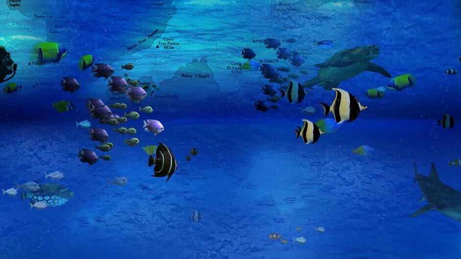 Reef Shot