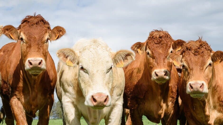The Cows Are Watching