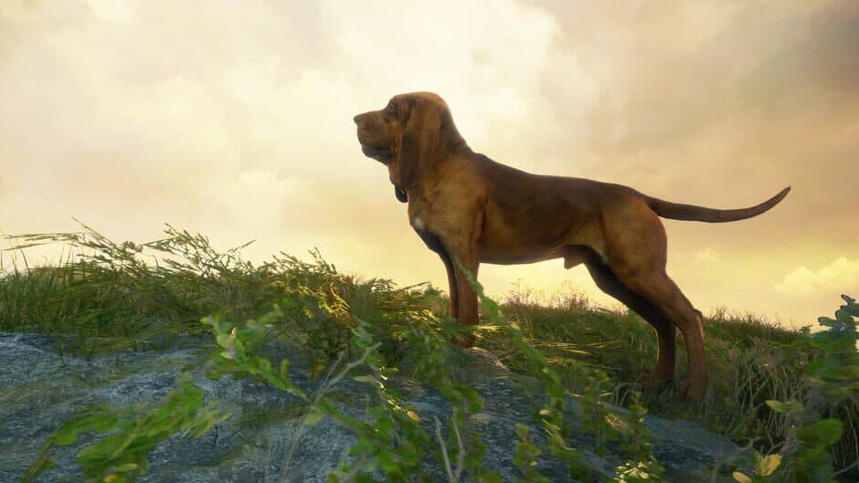 theHunter: Call of the Wild - Bloodhound screenshot 1