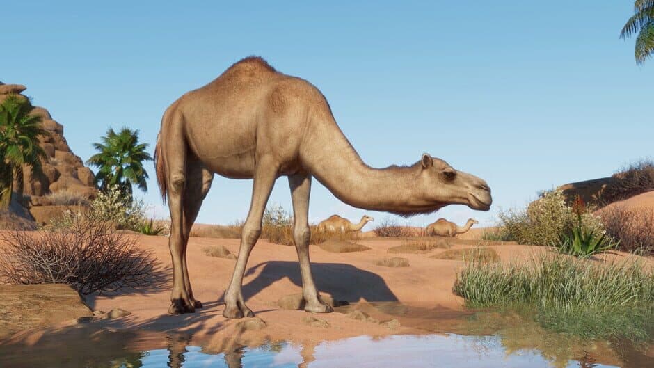 Planet Zoo - Arid Animal Pack screenshot 3