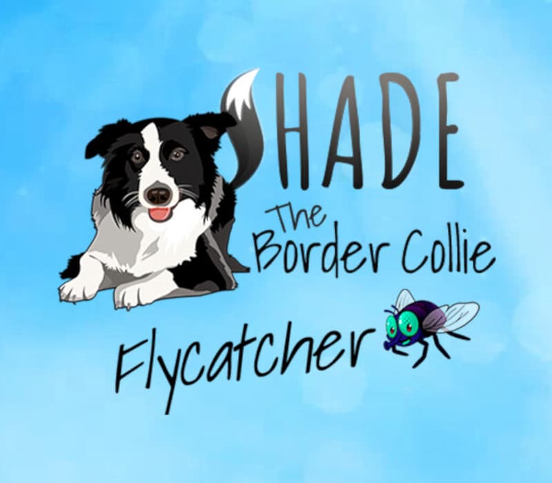 SHADE The Border Collie Flycatcher